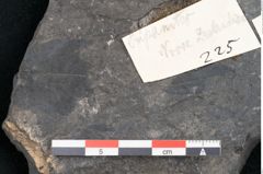 Foto (Detailansicht) von Cupanites novae zeelandiae Ettingshausen (NHMW-GEO-2024-0188-10225)